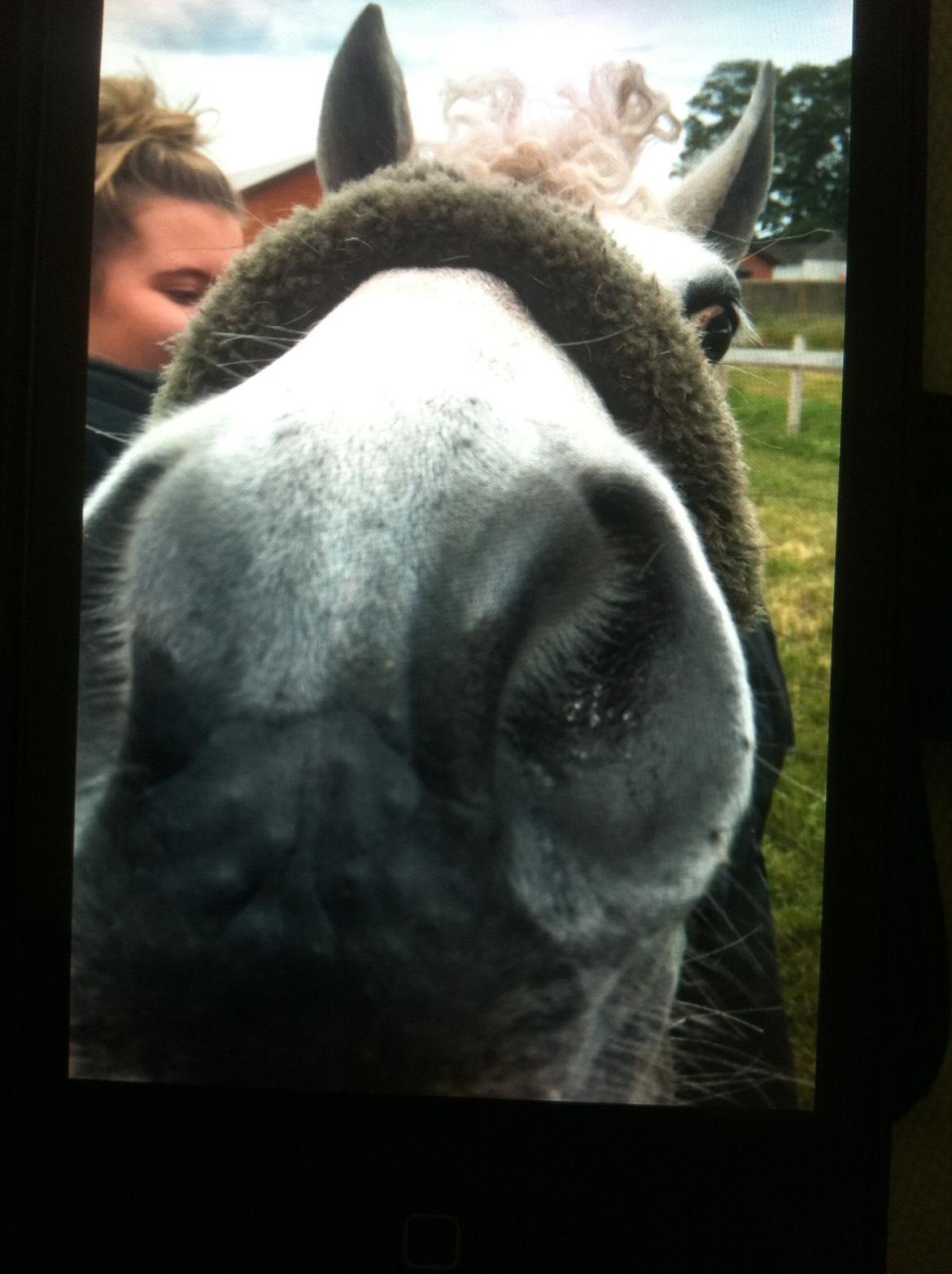 Anden særlig race Torpegaards Maddy - maddy får pillet rosenknupper ud billede 6