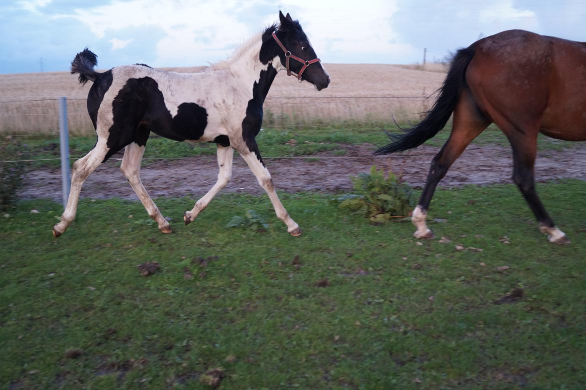 Barockpinto Elaja billede 15