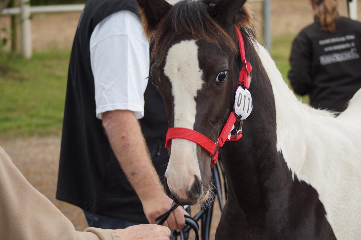 Barockpinto Elaja billede 16