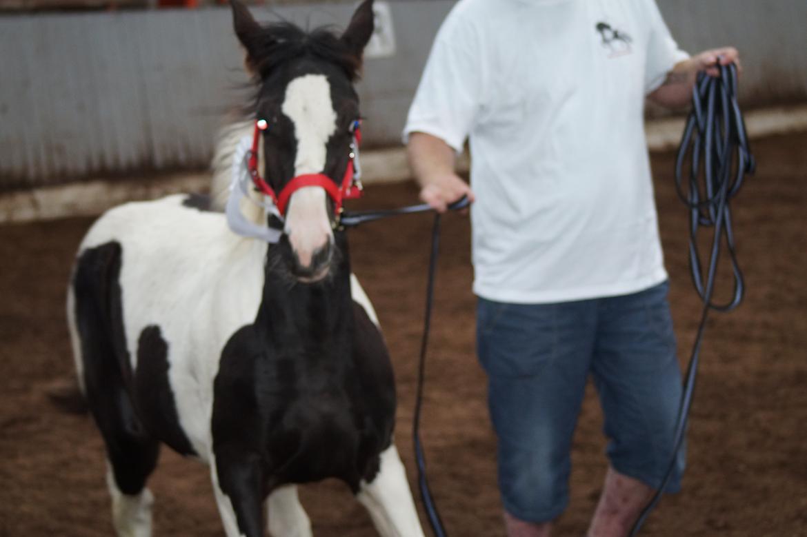 Barockpinto Elaja billede 1