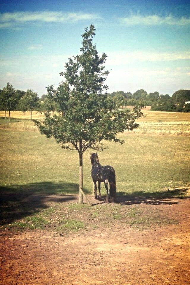 Islænder LITFARI BLÅBJERG billede 18