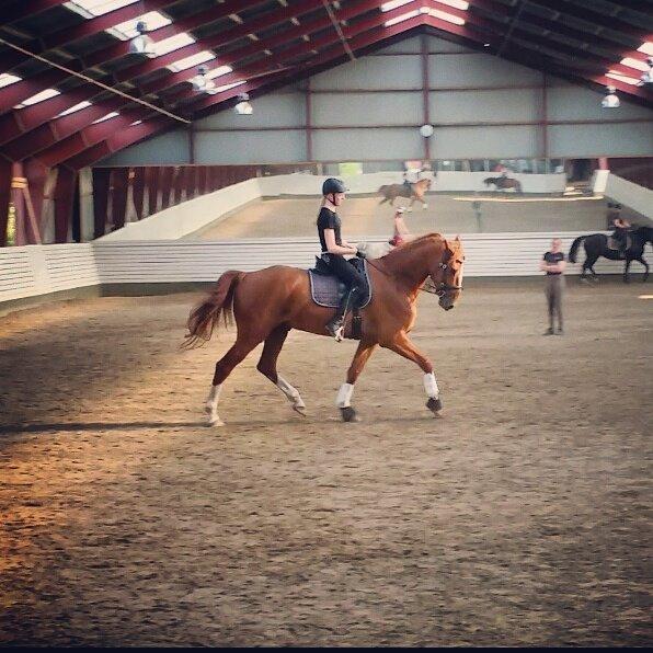 Anden særlig race Ørnemosegårds Ecco * Tiligere hest* billede 4