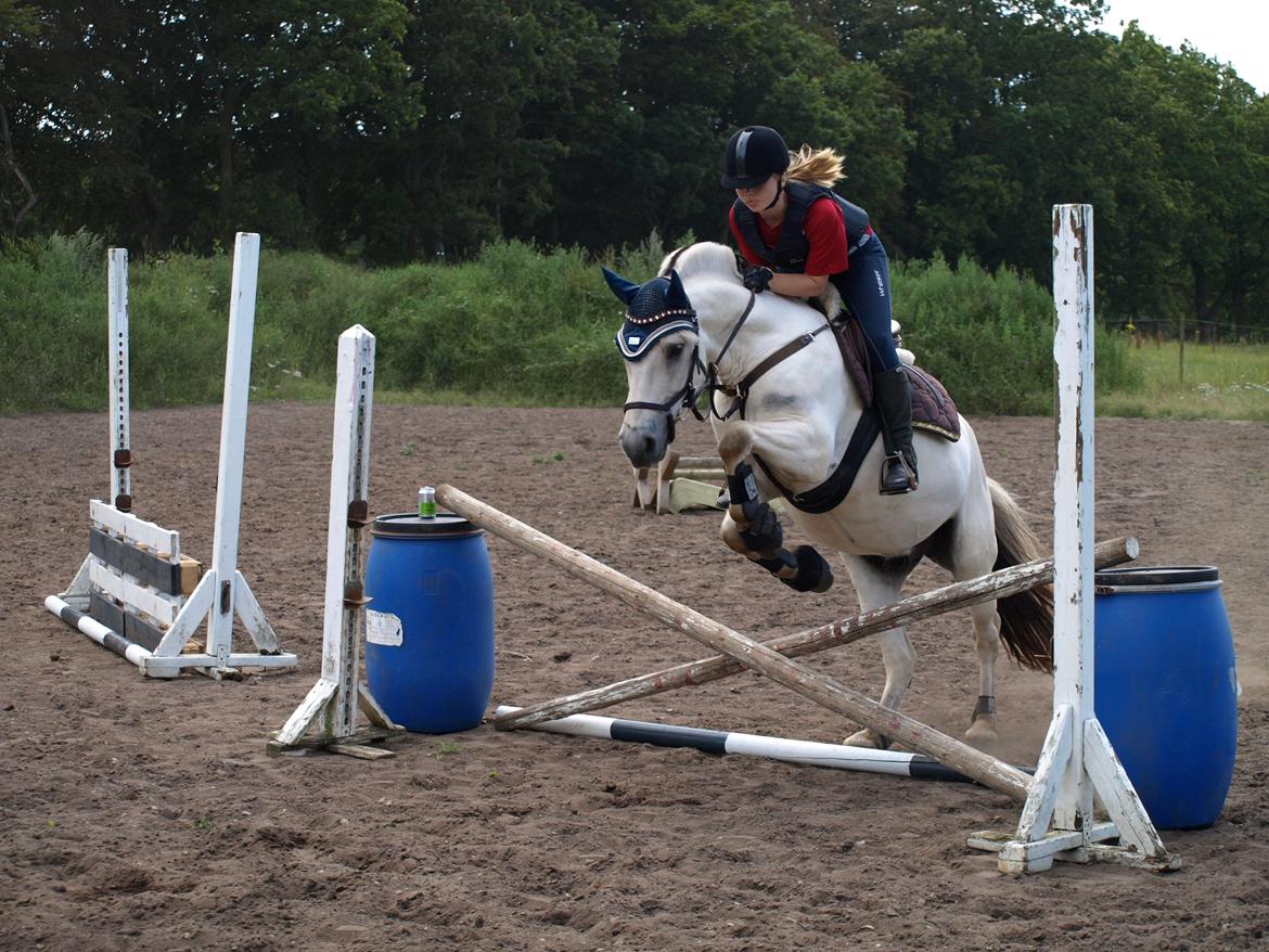 Fjordhest Lyngholms Arcon billede 18