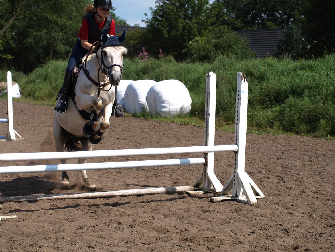 Fjordhest Lyngholms Arcon billede 28