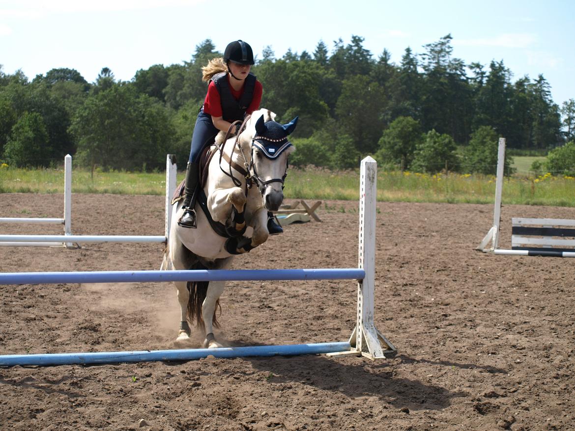 Fjordhest Lyngholms Arcon billede 42