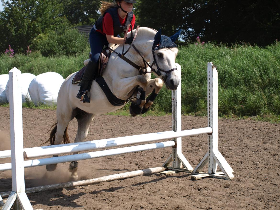 Fjordhest Lyngholms Arcon billede 3