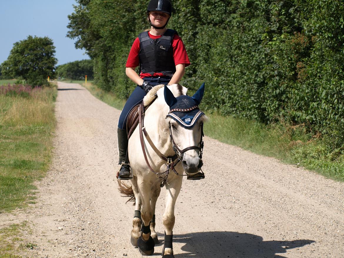 Fjordhest Lyngholms Arcon billede 35