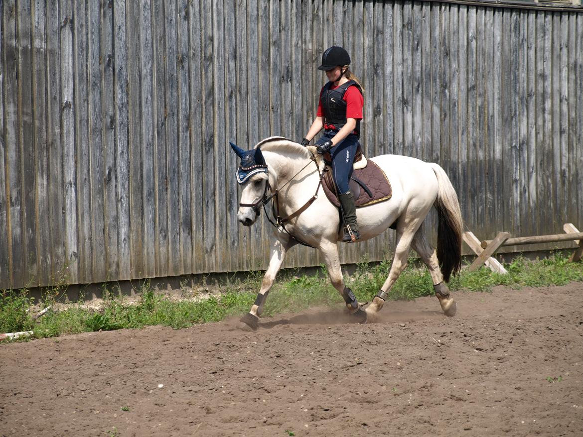 Fjordhest Lyngholms Arcon billede 14