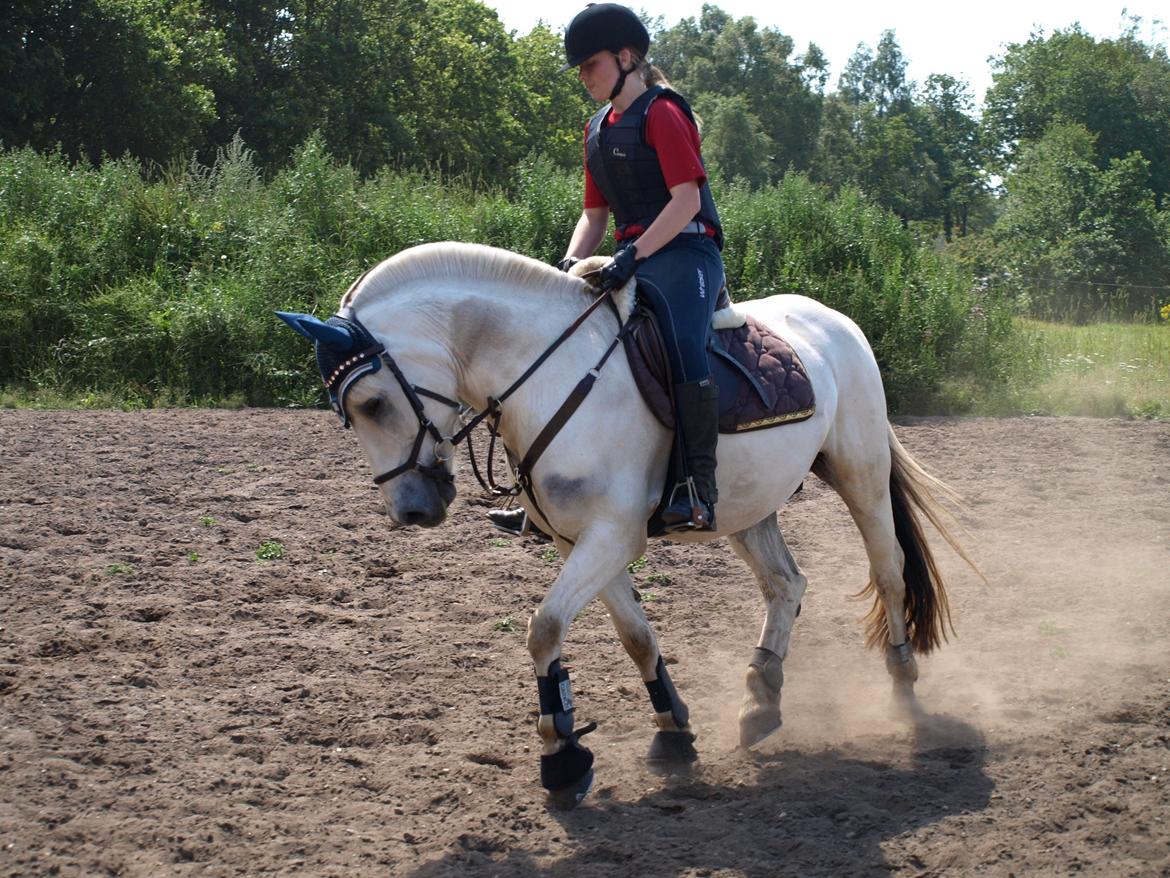 Fjordhest Lyngholms Arcon billede 7