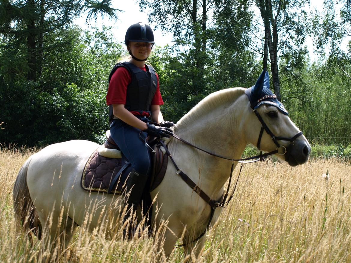 Fjordhest Lyngholms Arcon billede 22