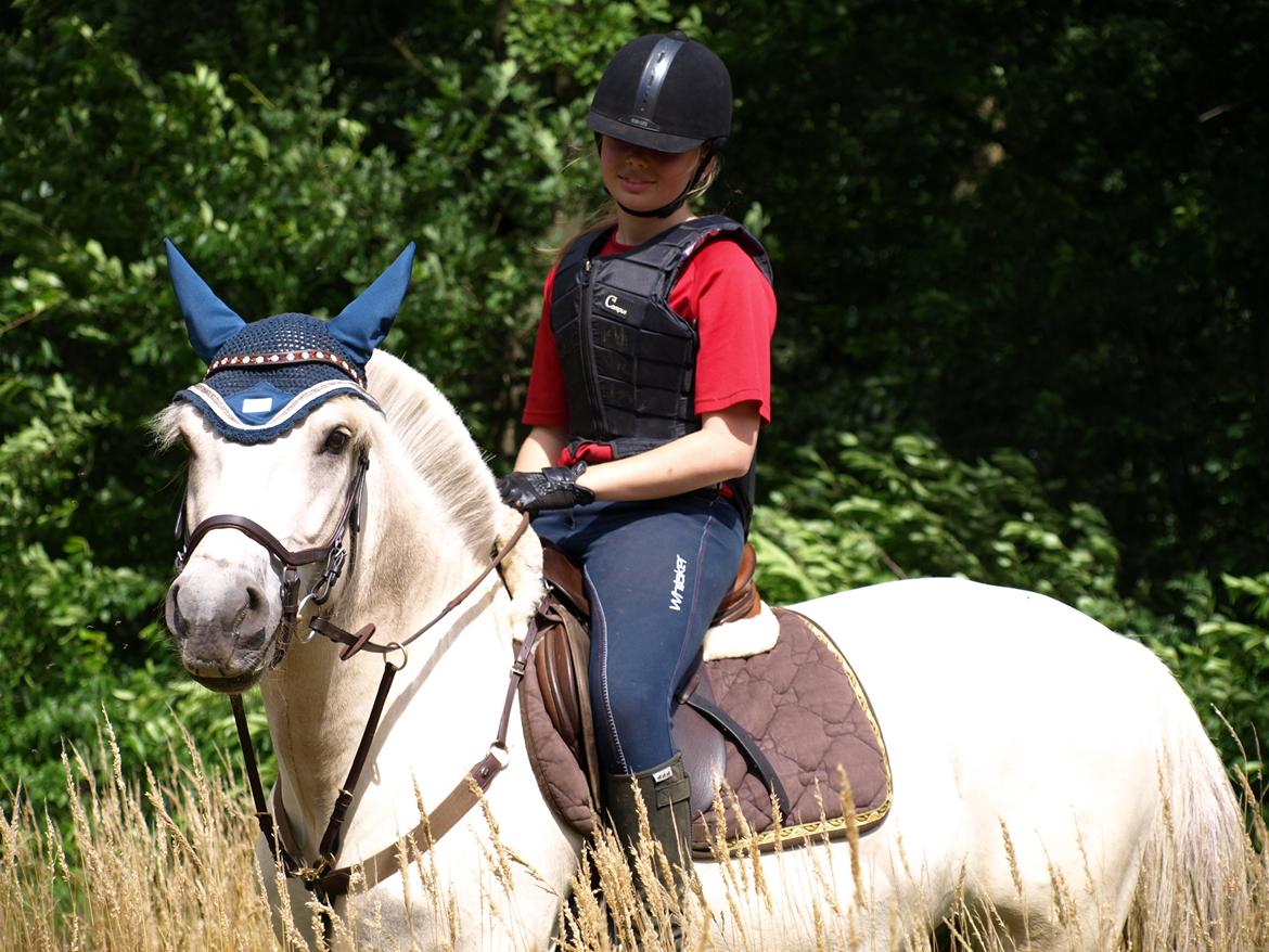 Fjordhest Lyngholms Arcon billede 38