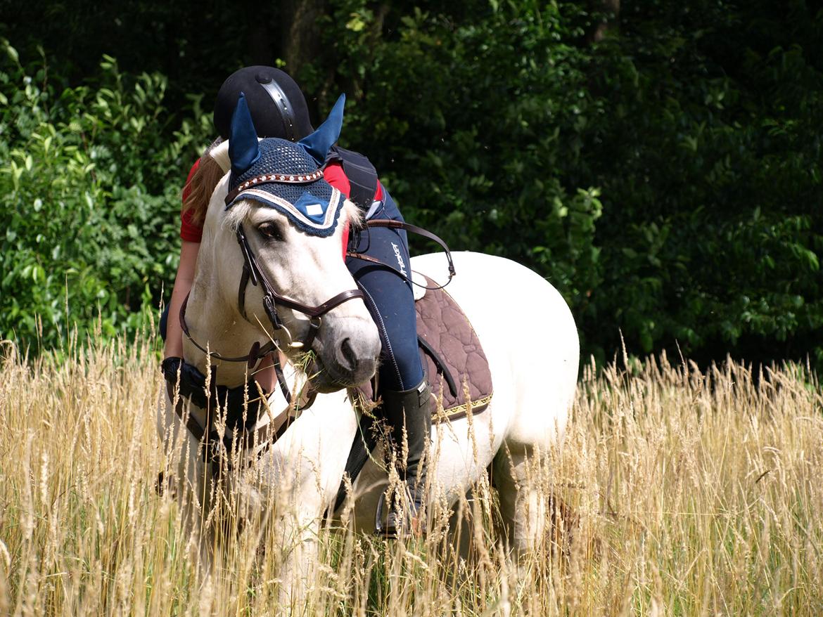 Fjordhest Lyngholms Arcon billede 16