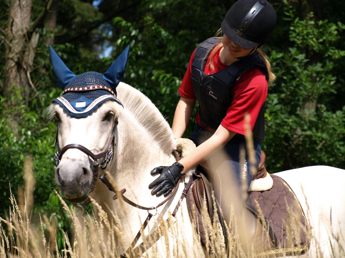 Fjordhest Lyngholms Arcon billede 9