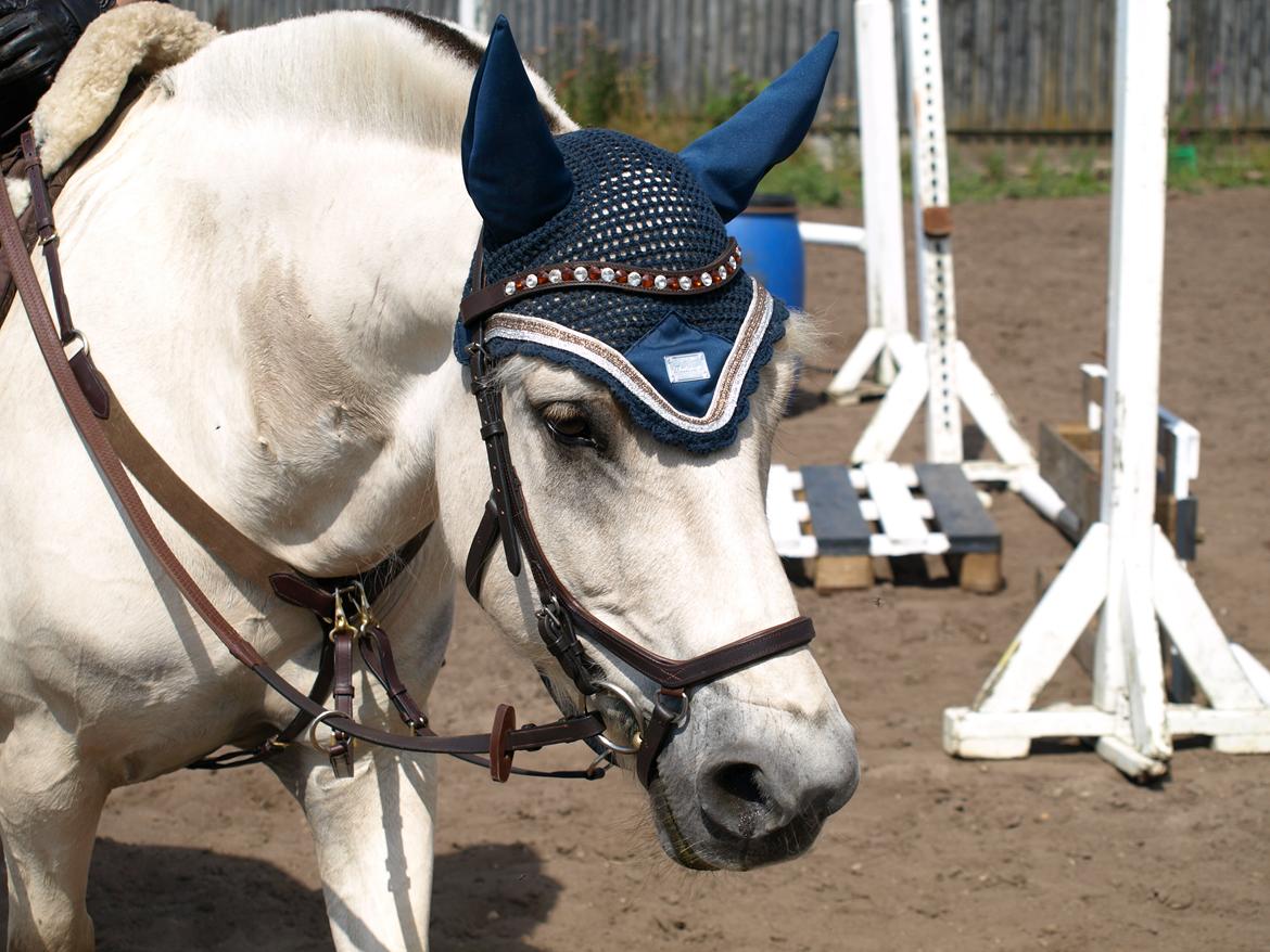 Fjordhest Lyngholms Arcon billede 5