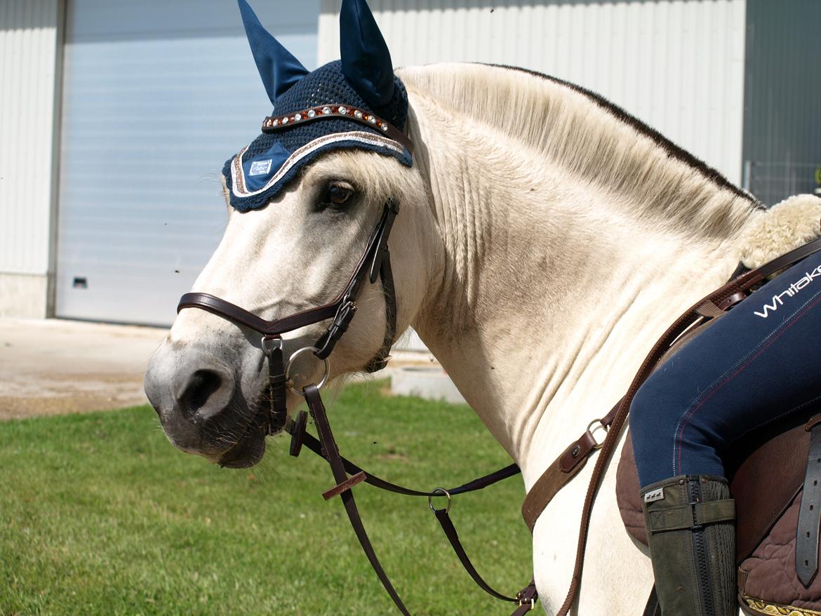 Fjordhest Lyngholms Arcon billede 26