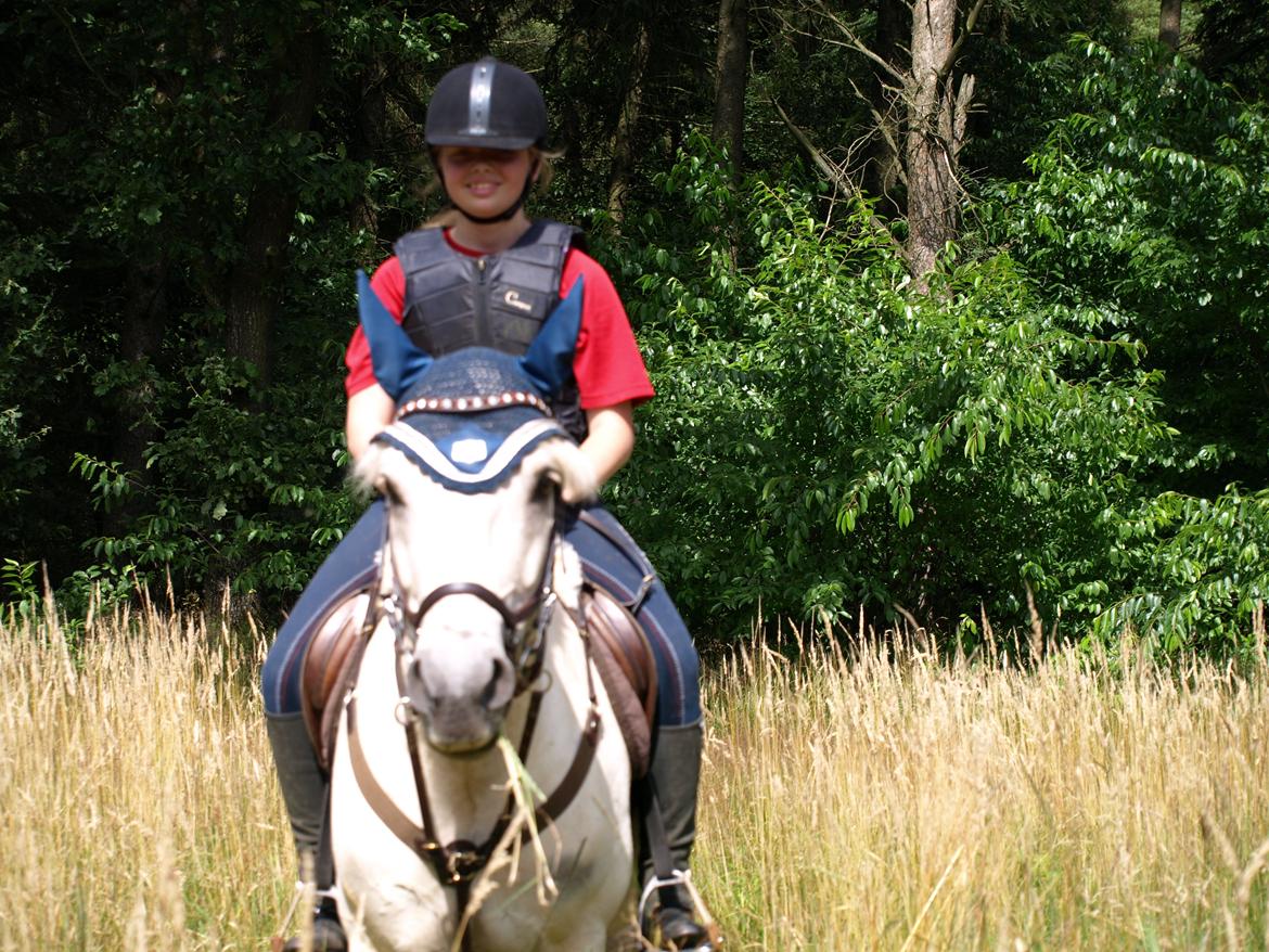 Fjordhest Lyngholms Arcon billede 45