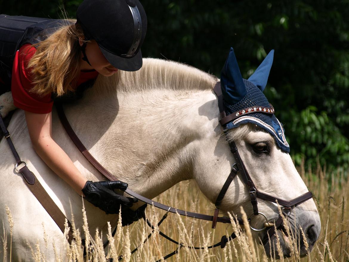 Fjordhest Lyngholms Arcon billede 25