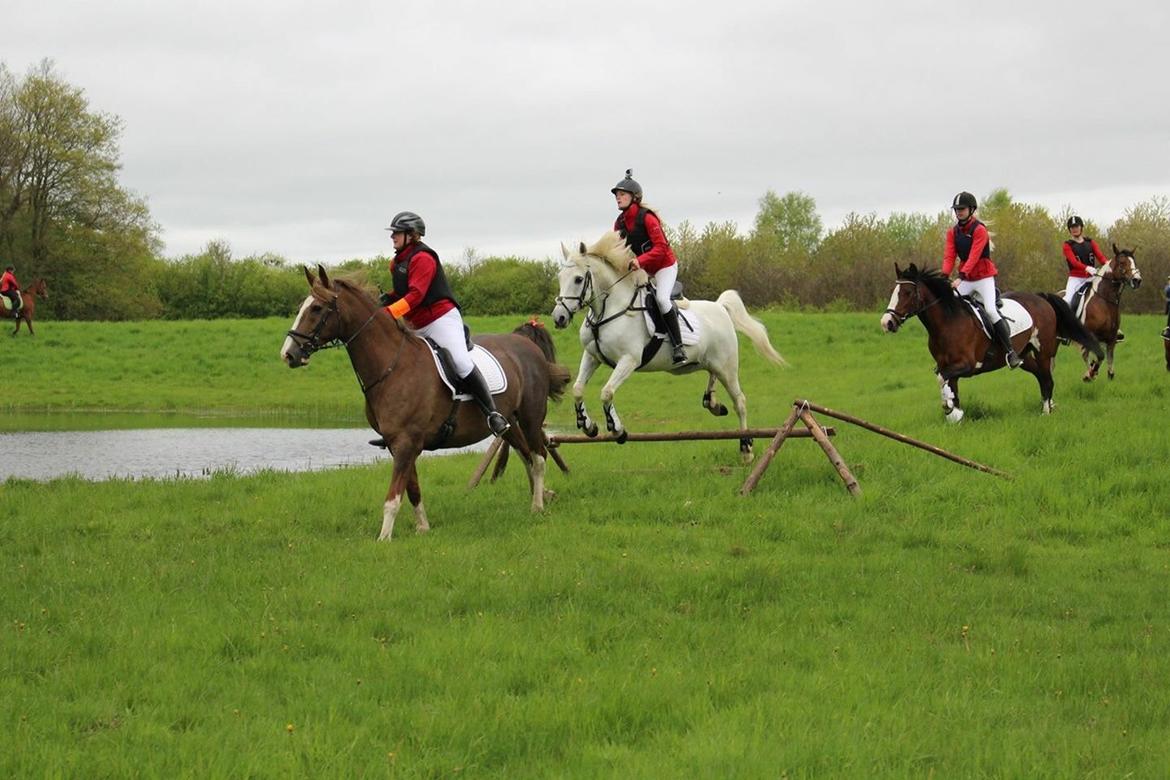 Anden særlig race Vsr Moonjam billede 18
