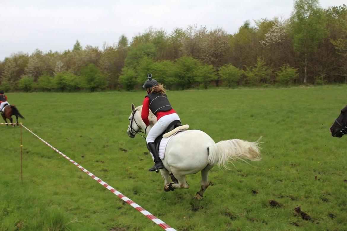 Anden særlig race Vsr Moonjam billede 19