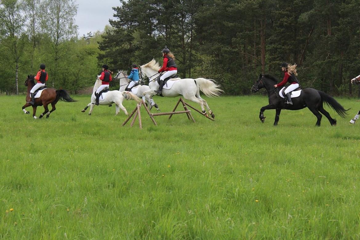 Anden særlig race Vsr Moonjam billede 20