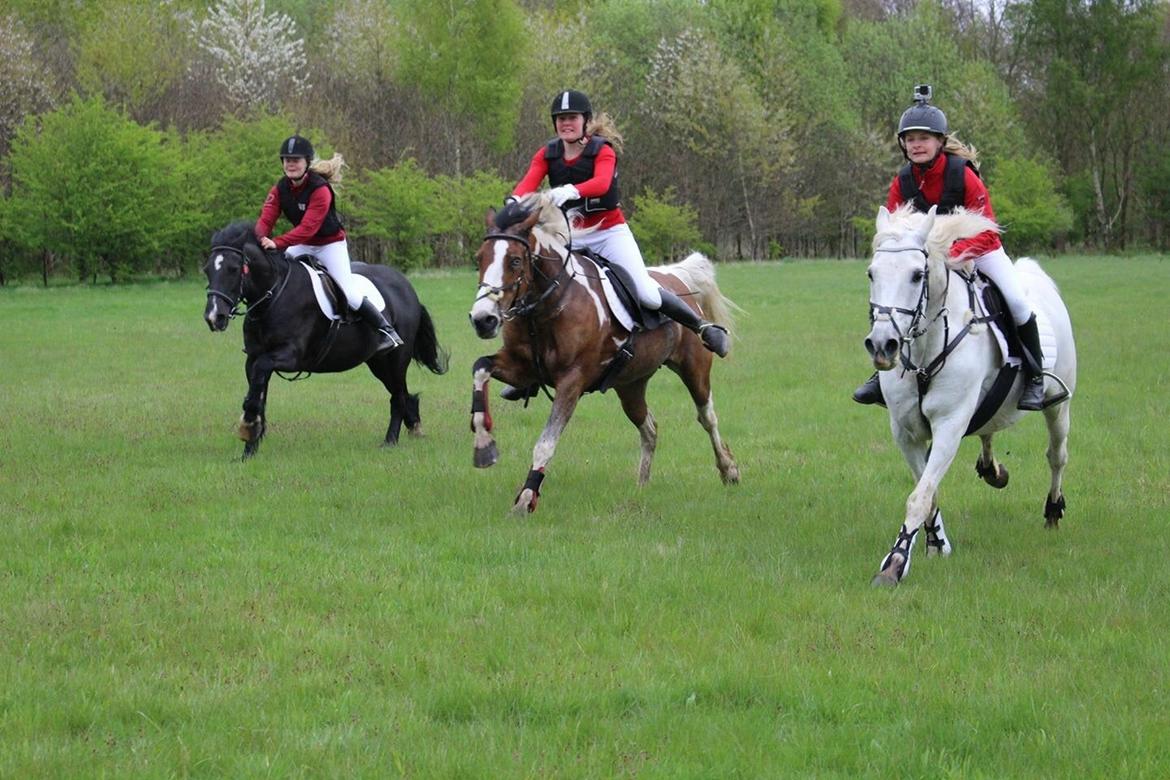 Anden særlig race Vsr Moonjam - jagt 2015 billede 17