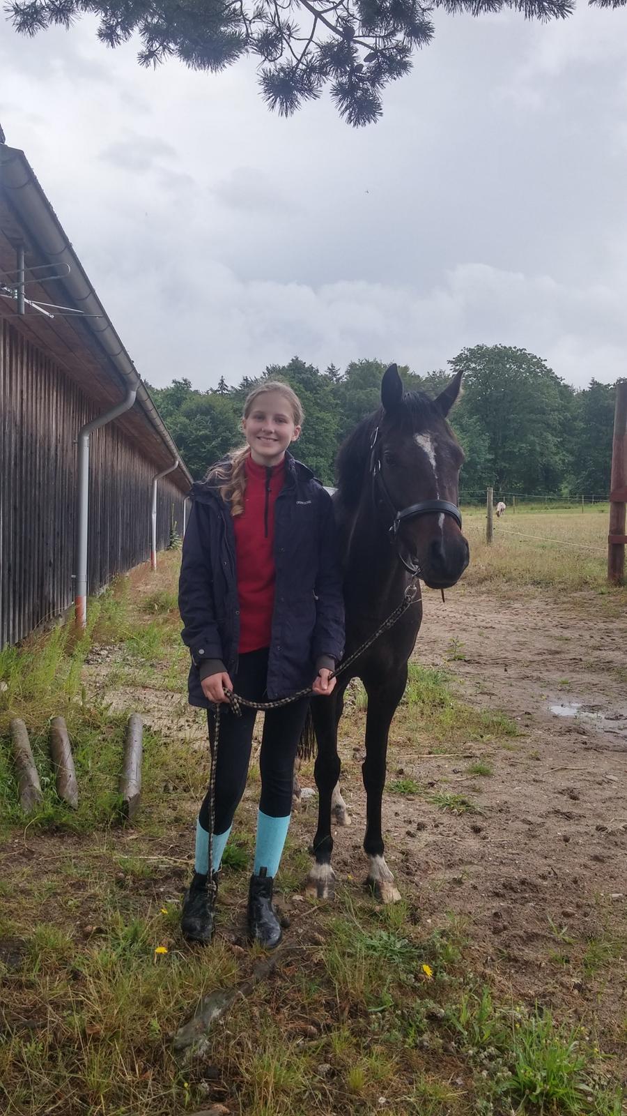 Tysk Sportspony AMK's Halo billede 17