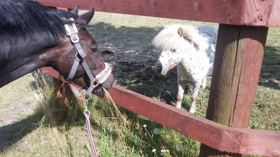 Tysk Sportspony AMK's Halo billede 14