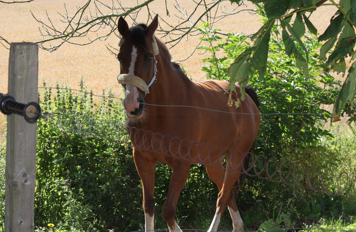 Hollandsk Sportspony Pablo billede 1