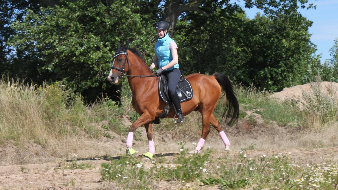 Hollandsk Sportspony Pablo billede 20