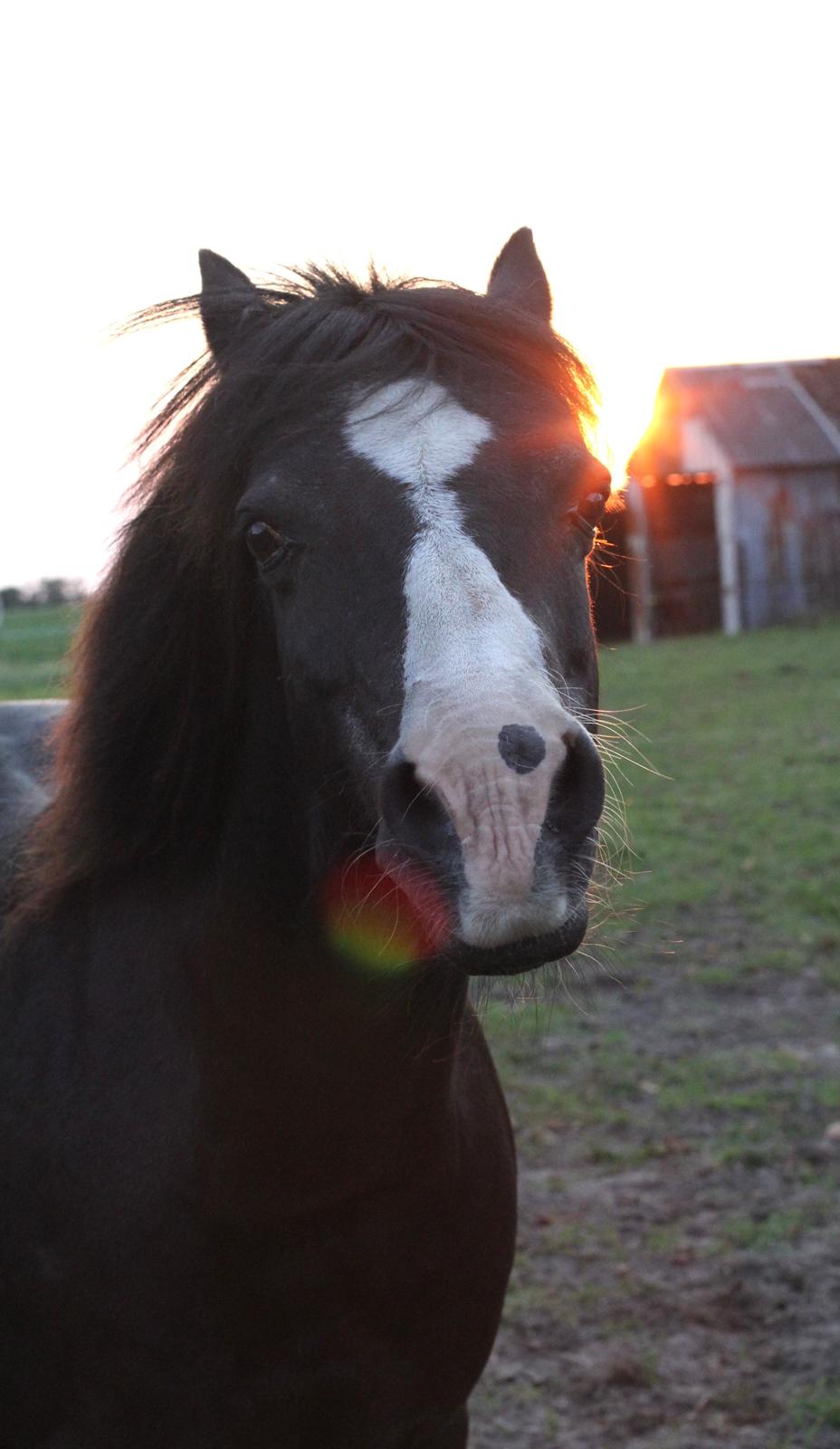 Welsh Pony (sec B) Dodi - august 2015 billede 4