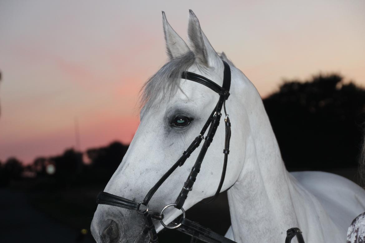 Anden særlig race Gipsy billede 2