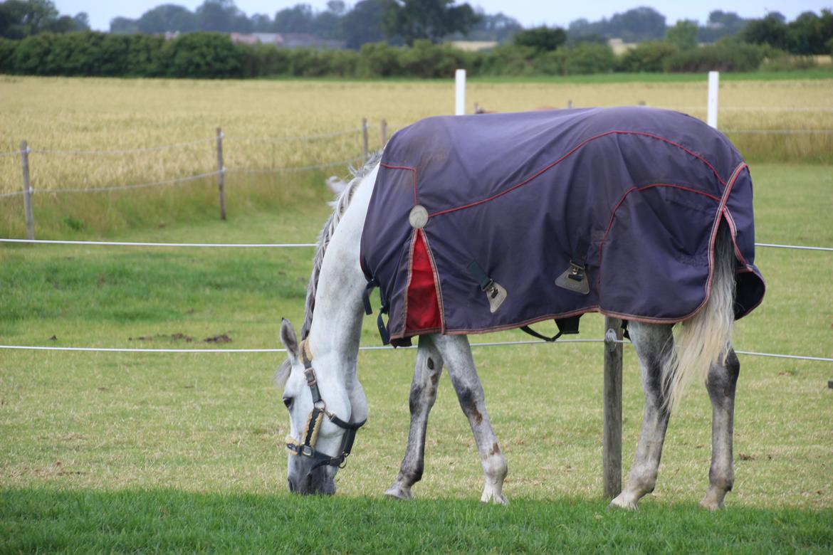 Anden særlig race Gipsy billede 12