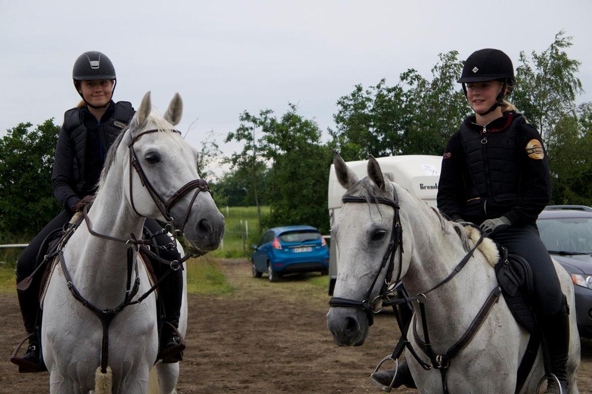 Anden særlig race Gipsy billede 13