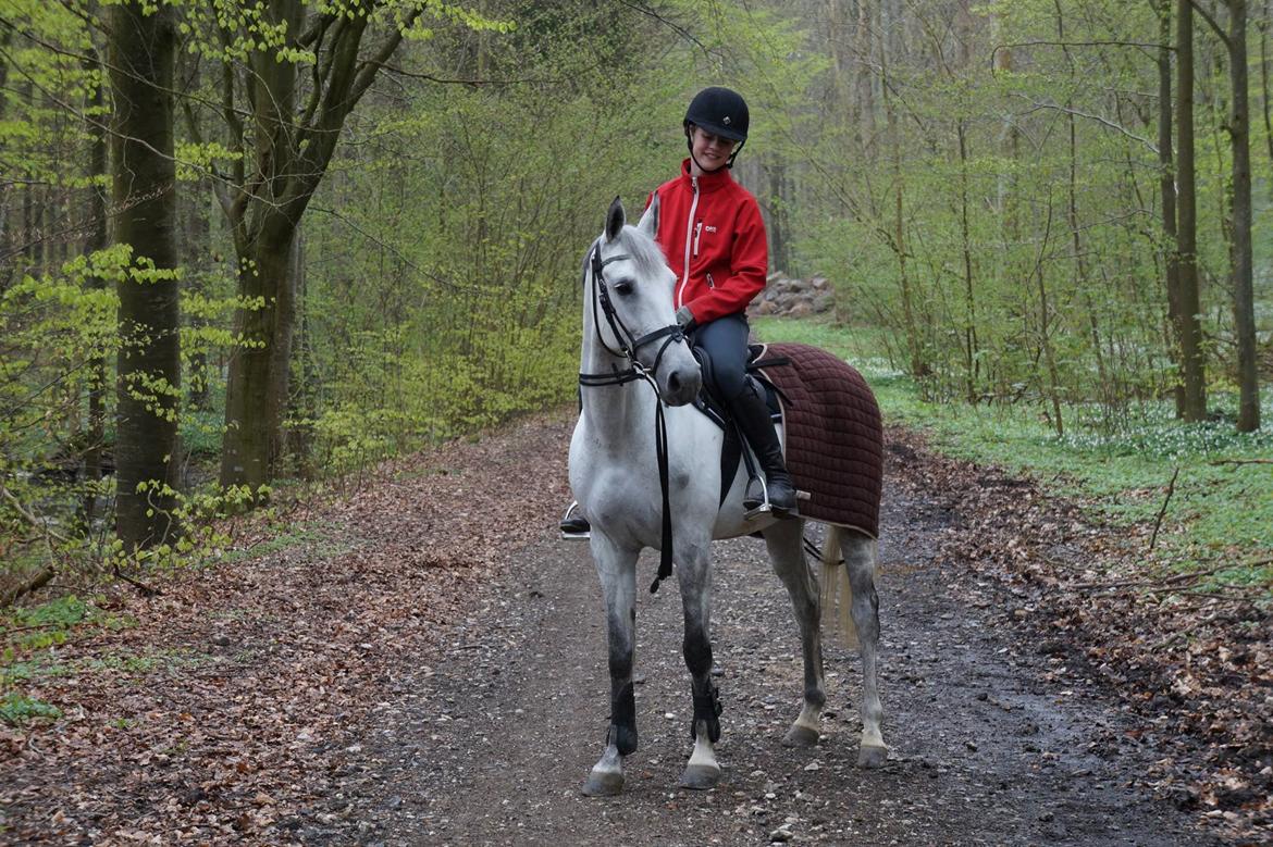Anden særlig race Gipsy billede 1