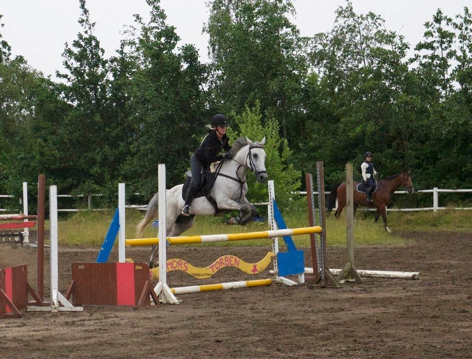 Anden særlig race Gipsy billede 5