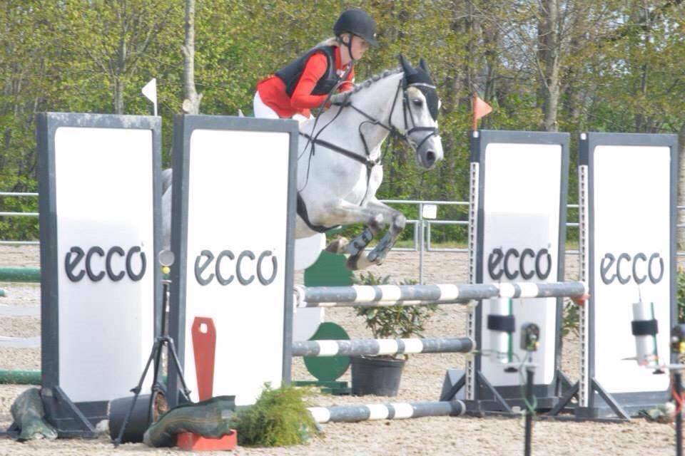 Anden særlig race Gipsy billede 7