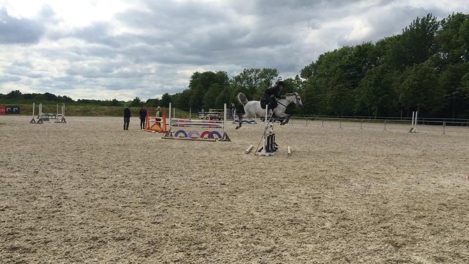 Anden særlig race Gipsy billede 11