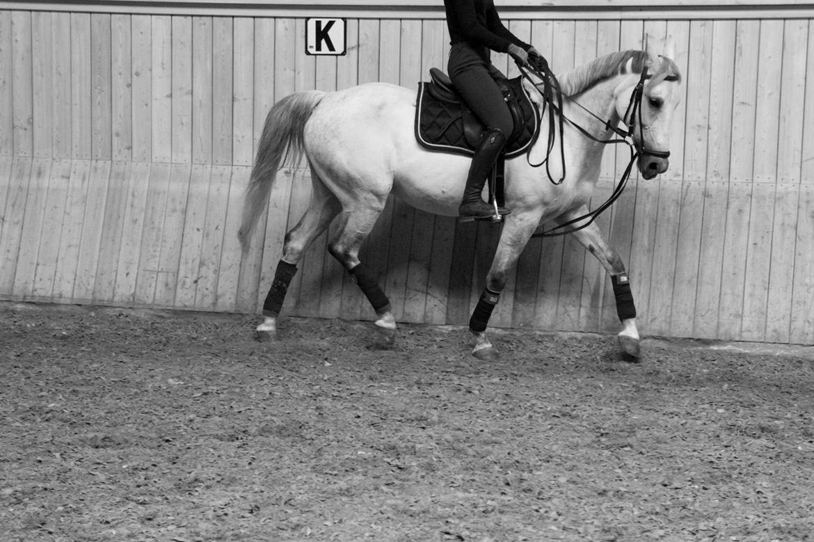 Anden særlig race Gipsy billede 9