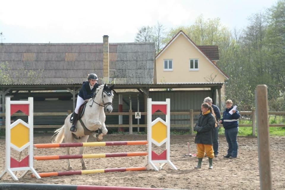 Anden særlig race Silver Shy billede 2