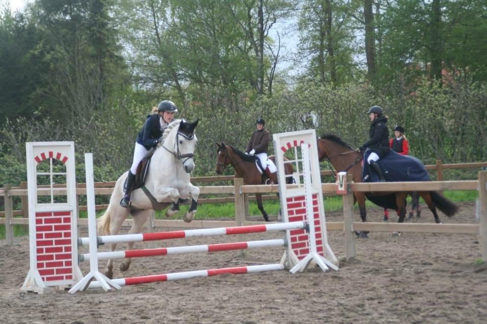 Anden særlig race Silver Shy billede 3