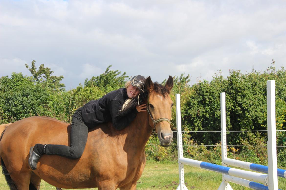 Irsk Sportspony Coillcru Flight billede 16