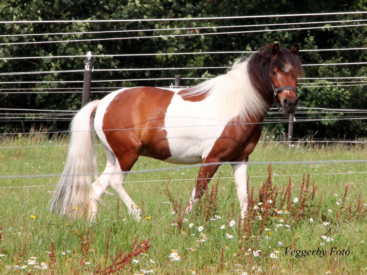 Pinto Korupgaards Karla billede 2