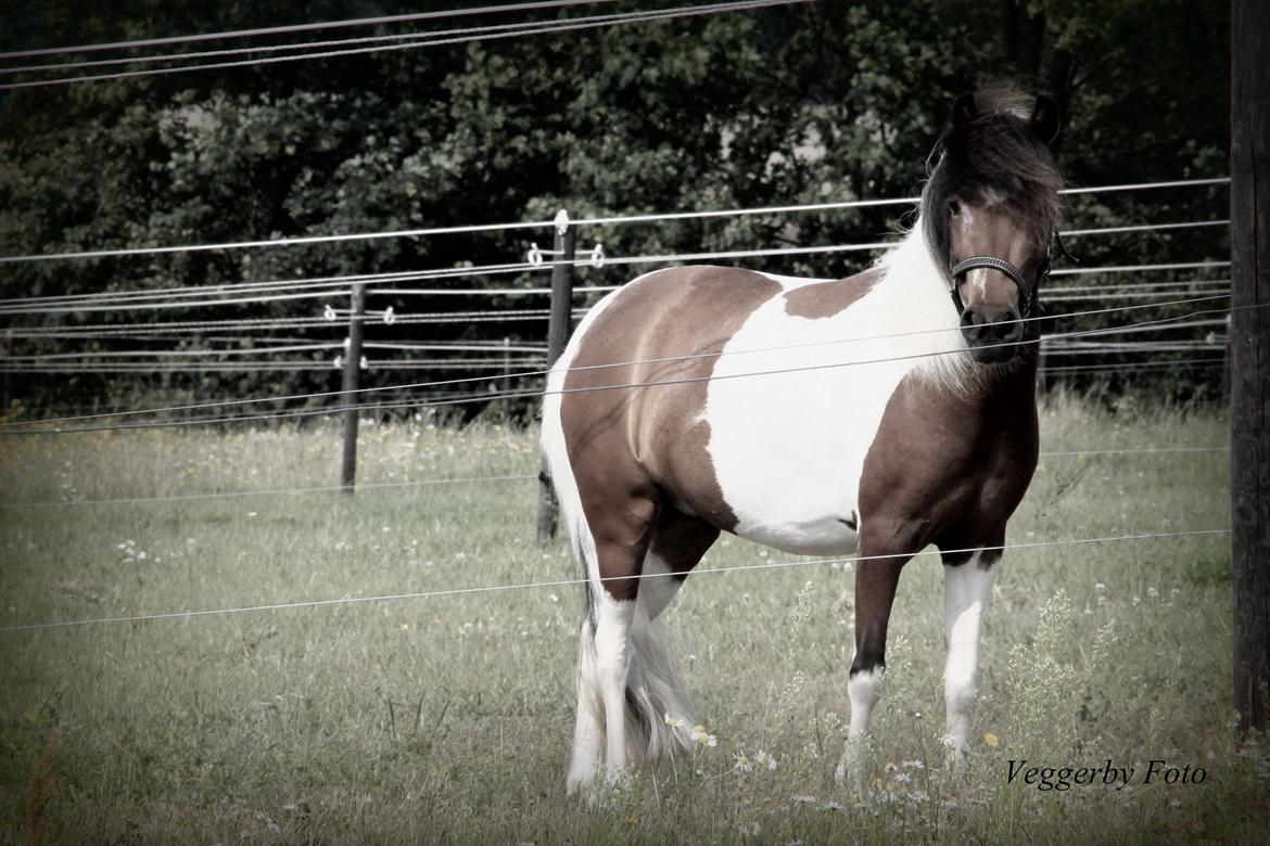 Pinto Korupgaards Karla billede 3