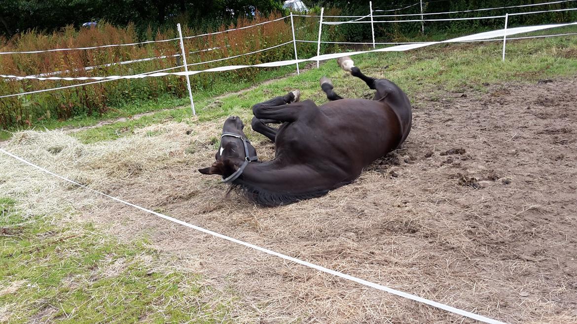 Dansk Varmblod ZACKO - Det er skønt at rulle sig :P billede 43