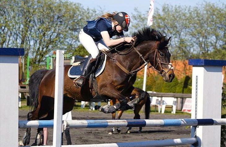 Welsh Partbred (Sec F) Evening billede 7