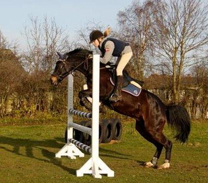 Welsh Partbred (Sec F) Evening billede 11