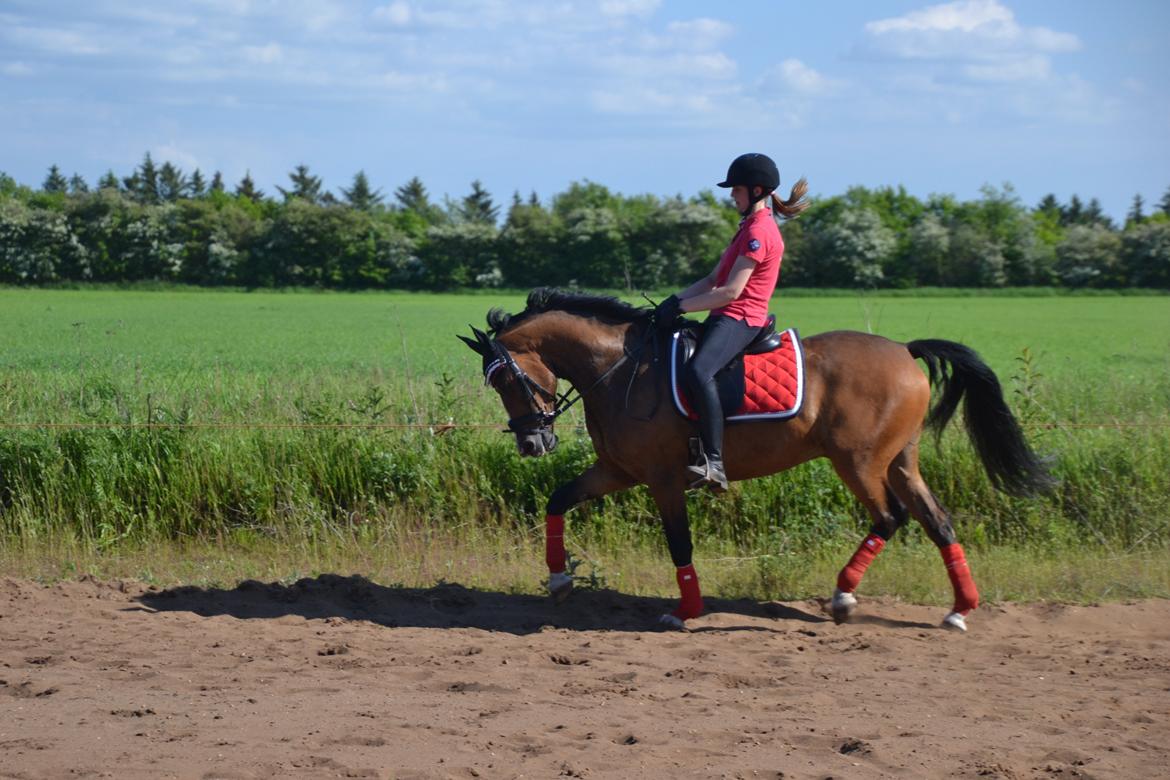 DSP Patrik af hvarre billede 7