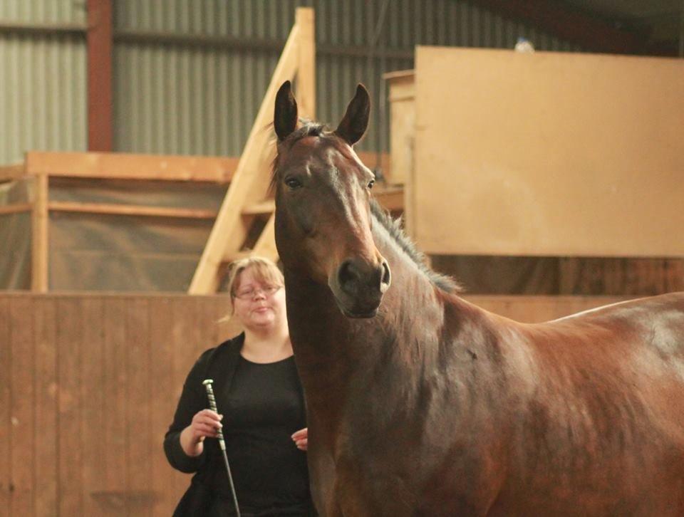 Oldenborg VESTERBÆKS EMILY - DHE-træf 1/8- 2015 løsaarbejde middel billede 4