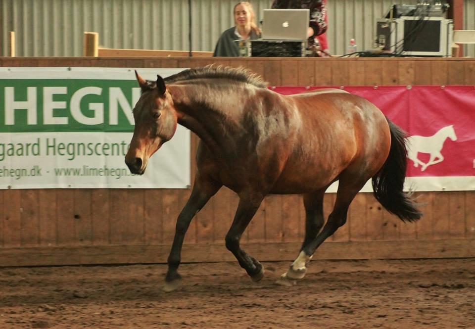 Oldenborg VESTERBÆKS EMILY - DHE-træf 1/8-2015 løsarbejde middel billede 3