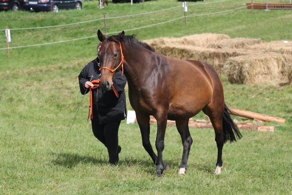 Oldenborg VESTERBÆKS EMILY - DHE-træf 31/7 Agility let billede 7